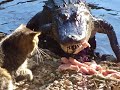 Cat vs. Alligator