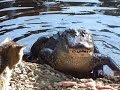 Cat vs. Alligator