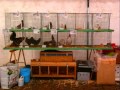 comices agricoles Jodoigne 2013