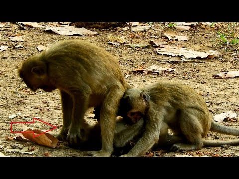 Funny Monkey Doni Playing With Friend, And Doni Need Cloth For Dress