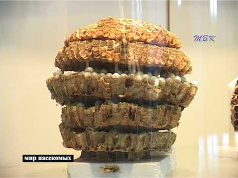 Мир насекомых Мир насекомых