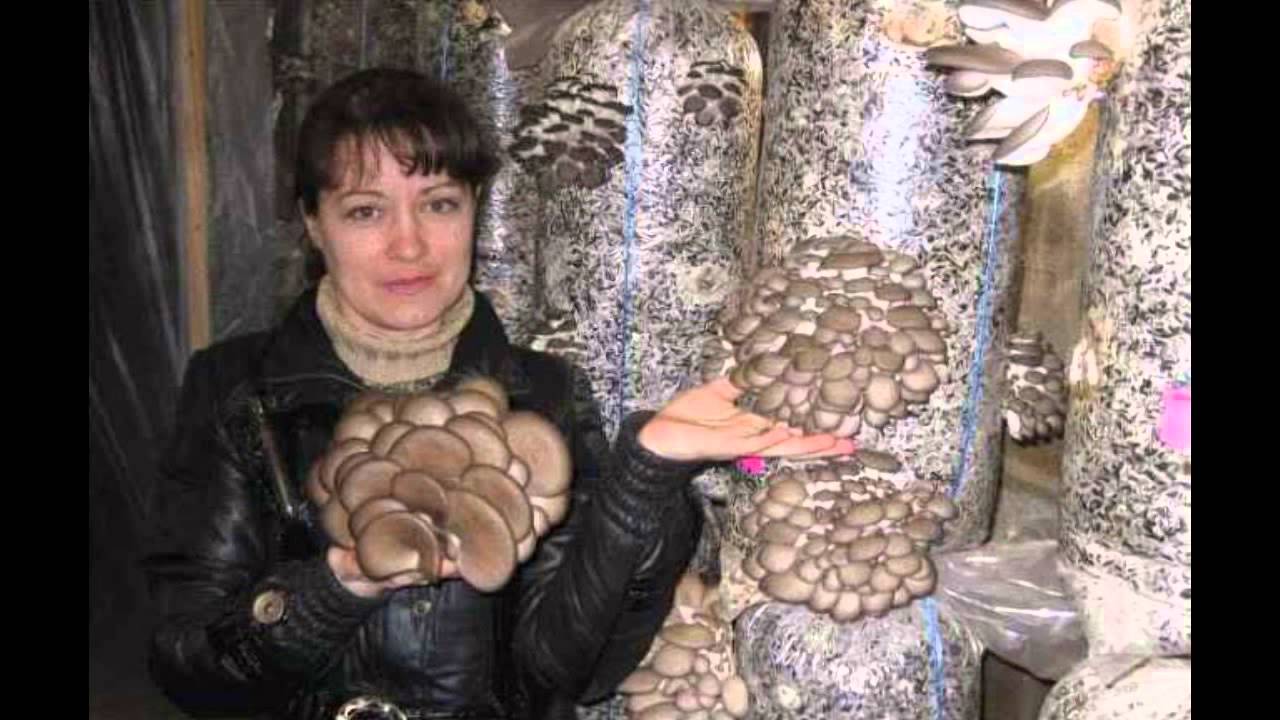 Грибы вешенки выращивание в домашних условиях видео на пеньках Грибы вешенки выращивание в домашних условиях видео