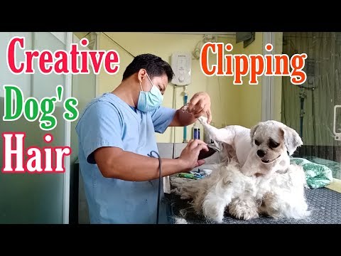 CREATIVE CLIPPING DOG HAIR | SHAVE || SHIH TZU | GROOMER STYLE