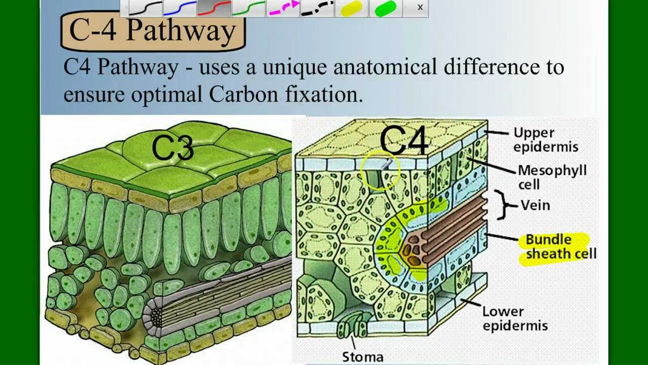 Photosynthesis Part 5: C4 and CAM - YouTube