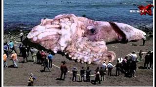 CALAMAR GIGANTE ENCONTRADO EN CALIFORNIA @OxlackCastro