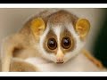 Funny Birthday Song (Bugsy) - Humor & Fun ecards - Birthday Greeting Cards