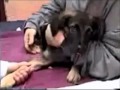 stop euthanasie