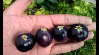 Seeds Blue and Red! OSU Blue Tomato 5