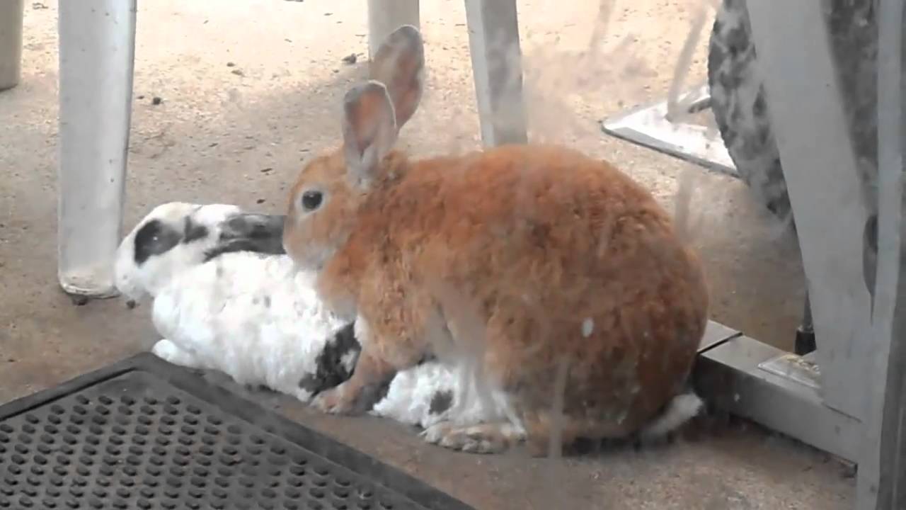 Rabbits Mating YouTube