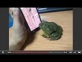 Frog plays catch the Ants Then Wait for it LMAO