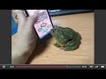 Frog plays catch the Ants Then Wait for it LMAO