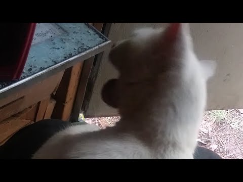 Cat Grooming Herself On My Lap!| To Funny