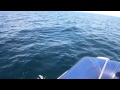 Rencontre avec des dauphins....