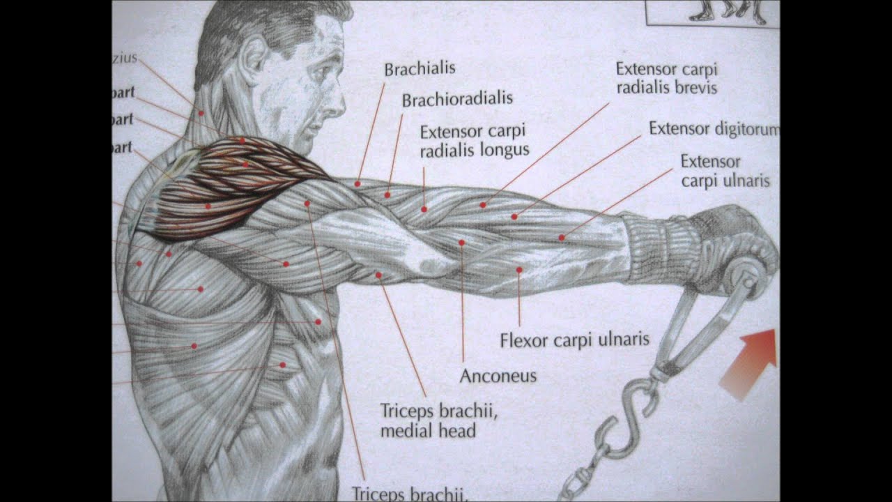 bodybuilding deltoid exercises and anatomy - YouTube