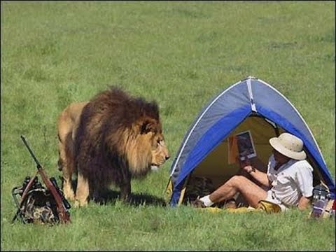 Смешные нападения животных на людей - Funny animal attacks on humans 20202