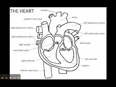 Structure of the Human Heart - YouTube