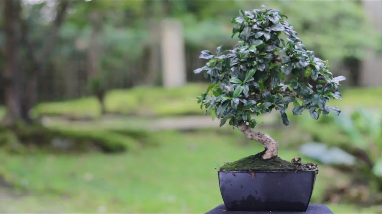 Indoor Bonsai Care - YouTube