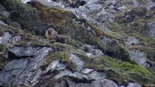 Bull Tahr Hunting on the West Coast of New Zealand