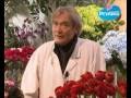 Quelles fleurs offrir pour la saint Valentin ? Séduction amour St Valentin