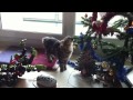 Chat et sapin de Noël ne font pas bon ménage !