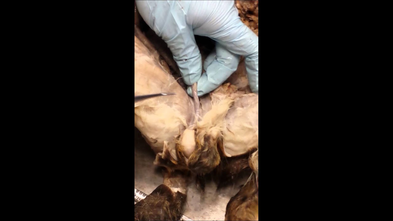 Cat dissection - male parts - YouTube