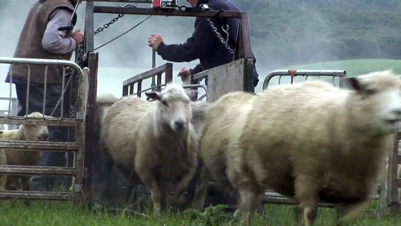 sheep station NZ YouTube