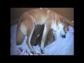 Shiba inu chiots natsu et Ikkyu 1 semaine