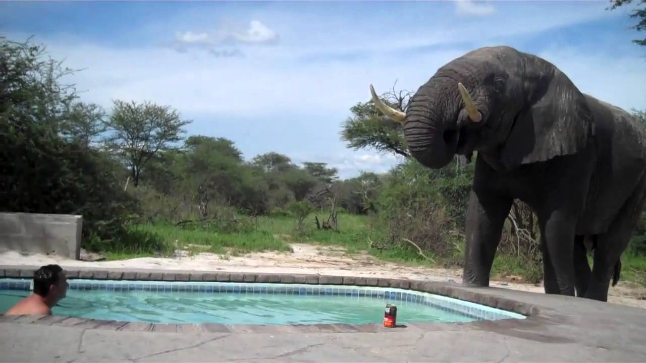 Elephant crashes the pool party