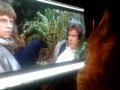 cat watching