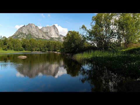 Birds singing in the forest
