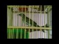 Burung Salakan Gacor | Burung bayeman Ngerol Teler album artwork