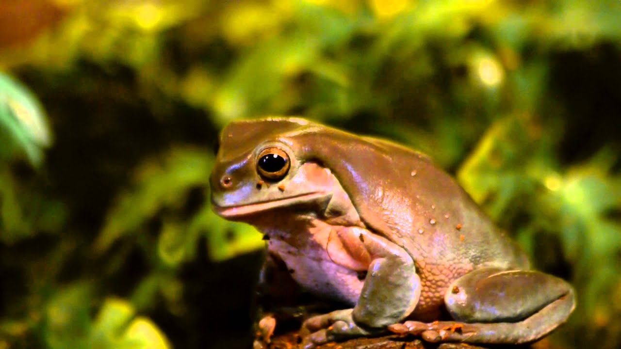 Tree Frog Jumping YouTube