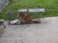Feral Cat Trapping