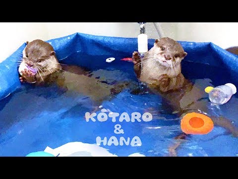 カワウソコタローとハナ コメディアニメみたいな水遊び Funny Otter Kotaro&Hana Playing With Water