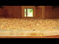Backyard chickens - Chicken coop tour- Easy to clean