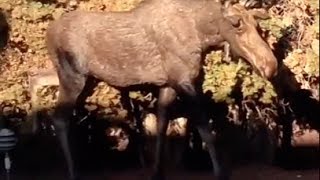 A moose goes for a swim in a pool