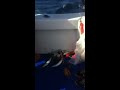 Sailfish fishing