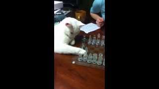 Cat playing Chess