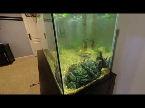 Tank update + cute puppies