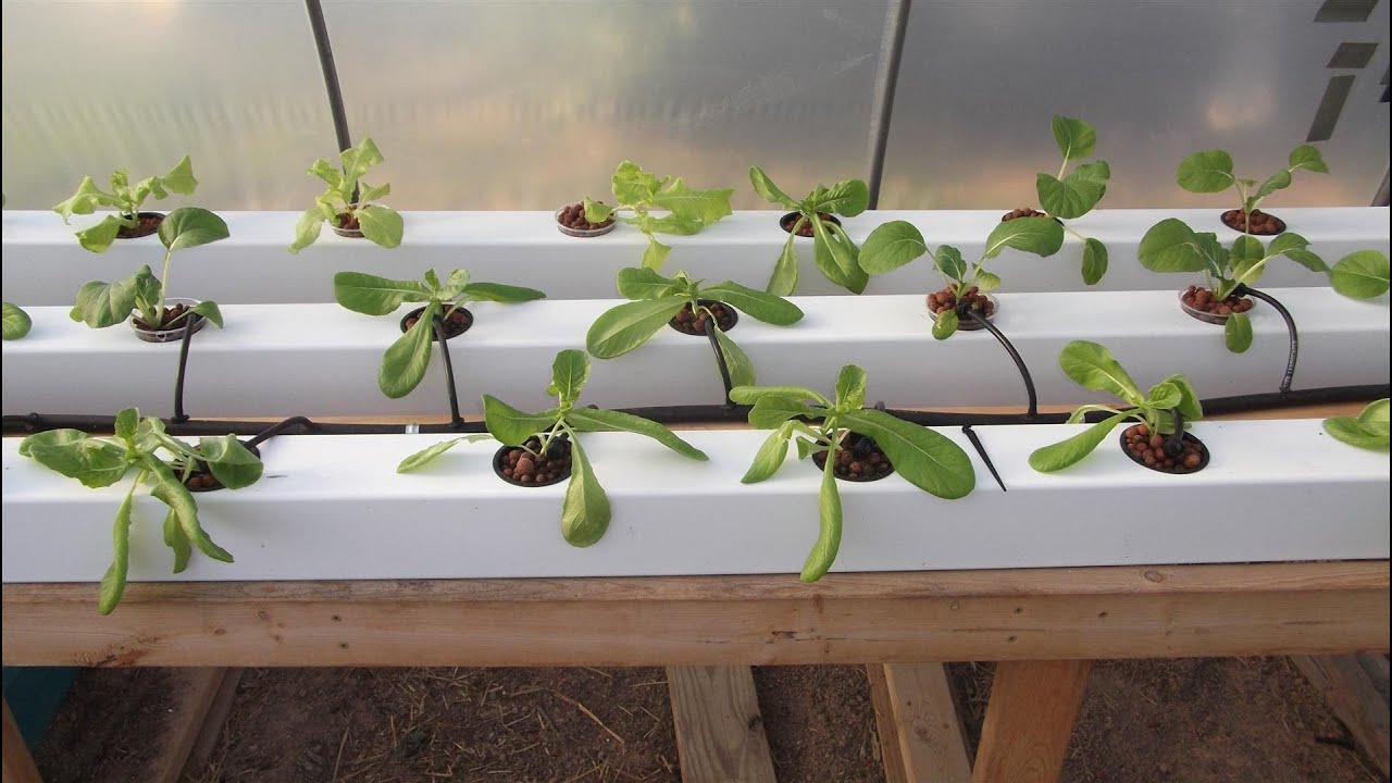 Growing Hydroponic Lettuce - Keeping it Simple - YouTube