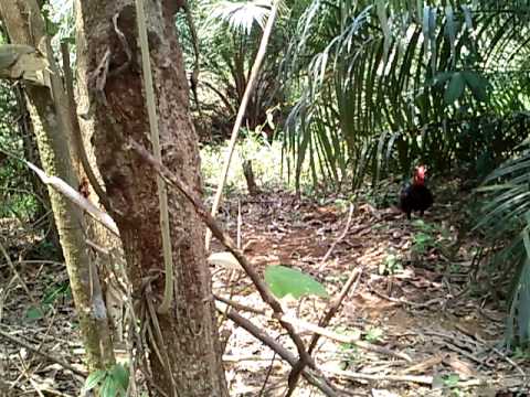 ayam hutan - YouTube