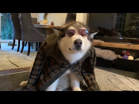 PLAYING DRESS UP WITH PHIL THE MALAMUTE