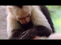 Funny Talking Animals - Walk On The Wild Side - Episode Three Preview - BBC One