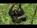 Funny Talking Animals - Walk On The Wild Side - Episode Three Preview - BBC One