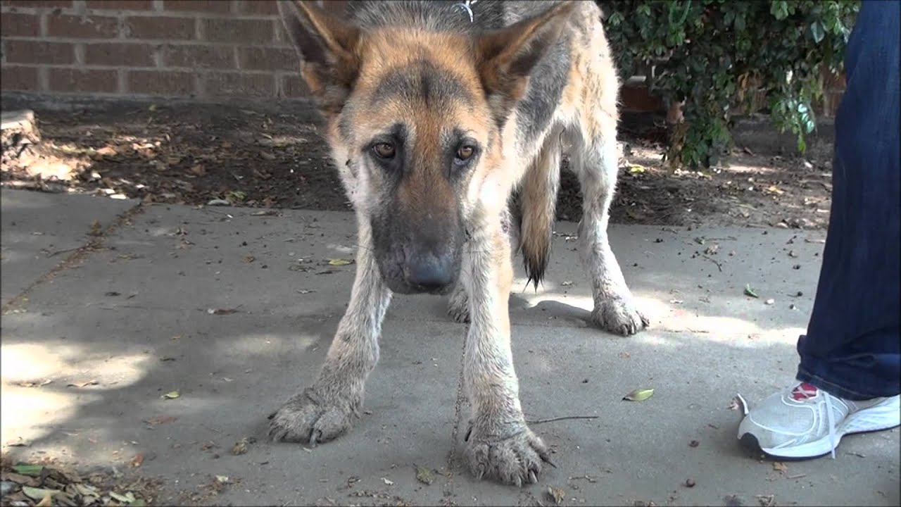 News from Westside German Shepherd Rescue