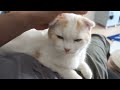 【激カワ】甘える子ネコ。 スコティッシュフォールド