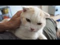 【激カワ】甘える子ネコ。 スコティッシュフォールド