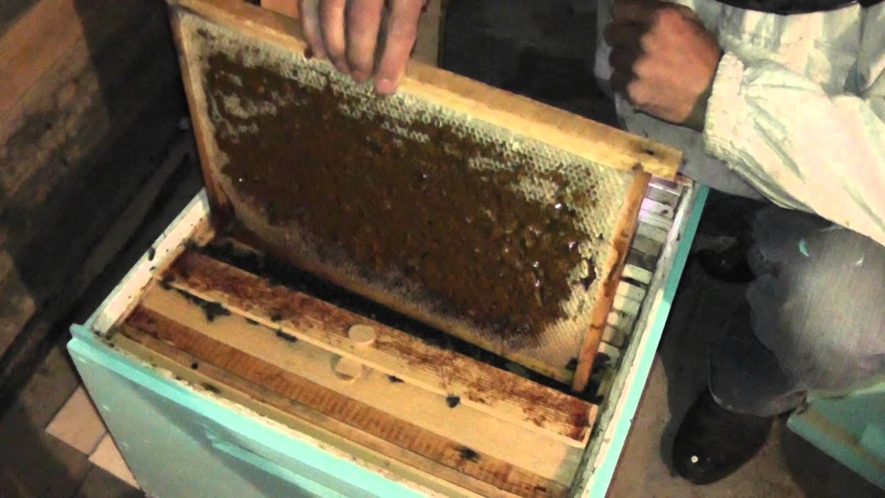 Эдельвейс в домашних условиях Эдельвейс в домашних условиях