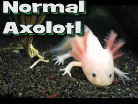 axolotl metamorphosis