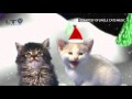 Jingle Cats - Cats Meowing Christmas Song - Silent Night